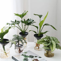 AquaGrow Potted Plants
HydroBloom Water Plants
WaterNest Potted Greens
PureRoot Hydro Plants
AquaCultivate Greens
